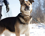 Собаки в Москве: Саффи Девочка, Бесплатно - фото 2