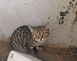 Кошки в Красноярске: Потеряшка на Светлогорской Мальчик, 1 руб. - фото 2