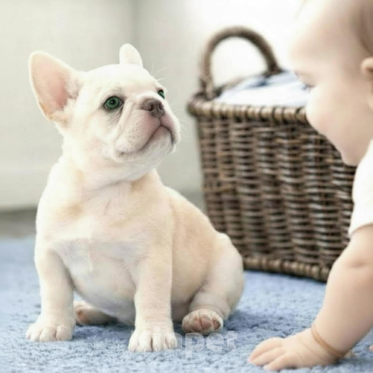 Собаки в Москве: Французский бульдог щенок  девочка платина Девочка, Бесплатно - фото 5