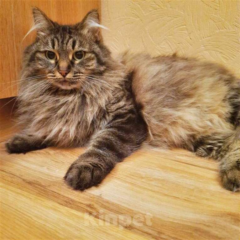 Кошки в Москве: Роскошная сибирская кошка Мурка в добрые руки Девочка, 1 руб. - фото 5