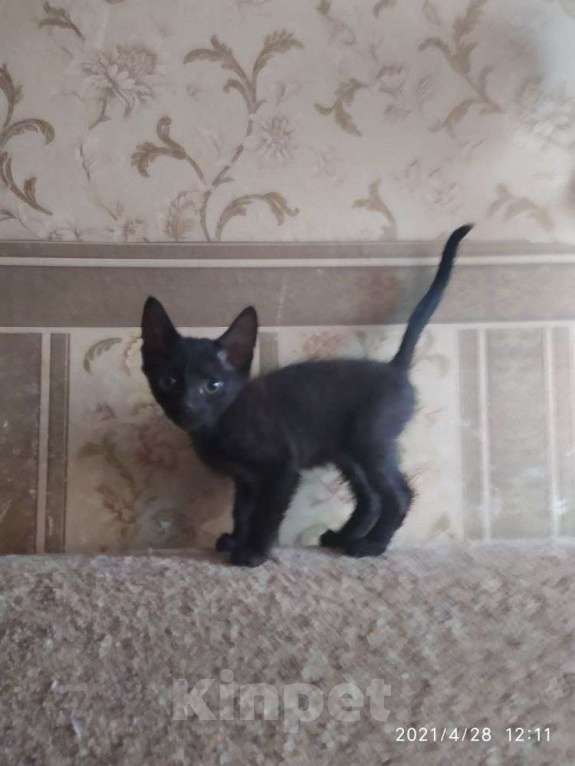 Кошки в Барнауле: Прелестные черные котята Мальчик, 1 руб. - фото 1