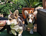 Собаки в Москве: Щенки Вельш Корги Пемброк  Мальчик, 25 000 руб. - фото 4