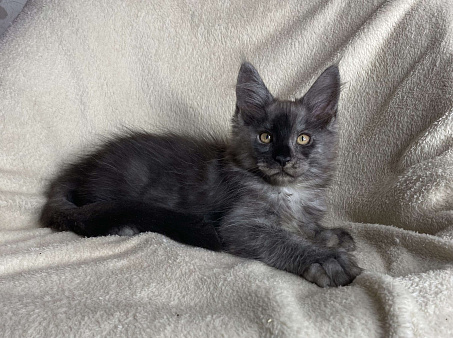 Черный дымчатый мальчик мейн кун Vitas