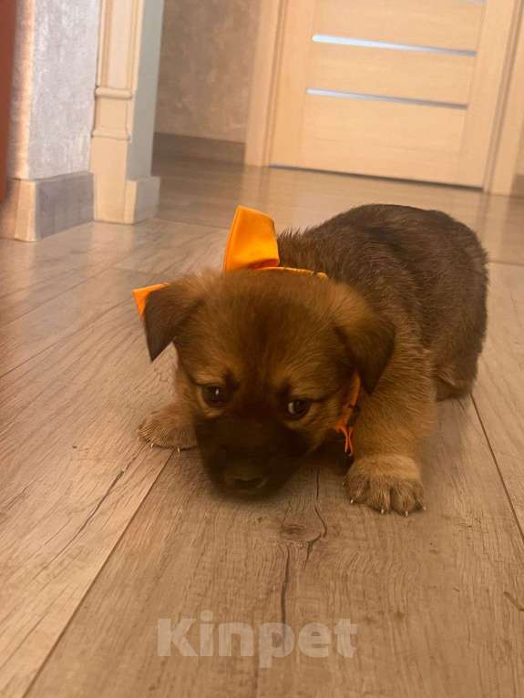 Собаки в других городах Башкортостана: Щеноки Девочка, Бесплатно - фото 4