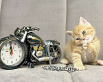 Кошки в Люберцах: Британский котенок Мальчик, 15 000 руб. - фото 8