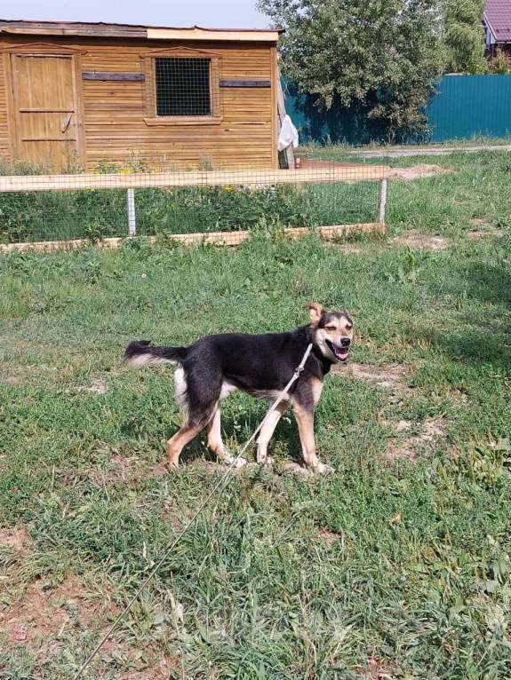 Собаки в Москве: Бари Мальчик, Бесплатно - фото 6