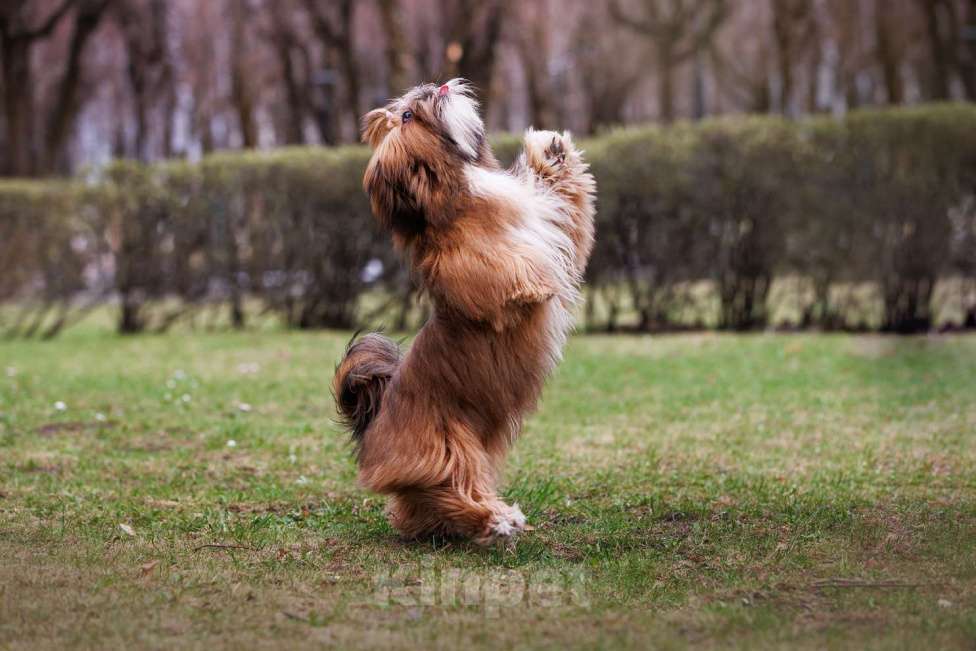 Собаки в Смоленске: Лхасский апсо щенки подрощенные кобели Мальчик, 40 000 руб. - фото 7