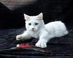 Кошки в Красноярске: белый котик манчкин длинношерстный Мальчик, Бесплатно - фото 4
