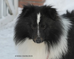 Собаки в Черноголовке: Щенок шелти Мальчик, 50 000 руб. - фото 1