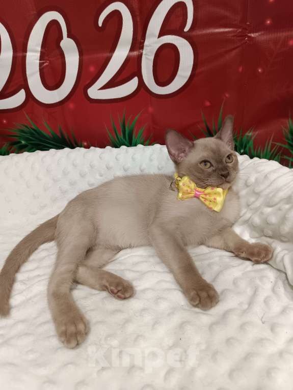 Кошки в Лыткарино: Бурма  европейская  помет на букву N Мальчик, 40 000 руб. - фото 4