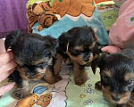 Собаки в Сочи: Щенки йоркширского терьера Мальчик, 25 000 руб. - фото 4