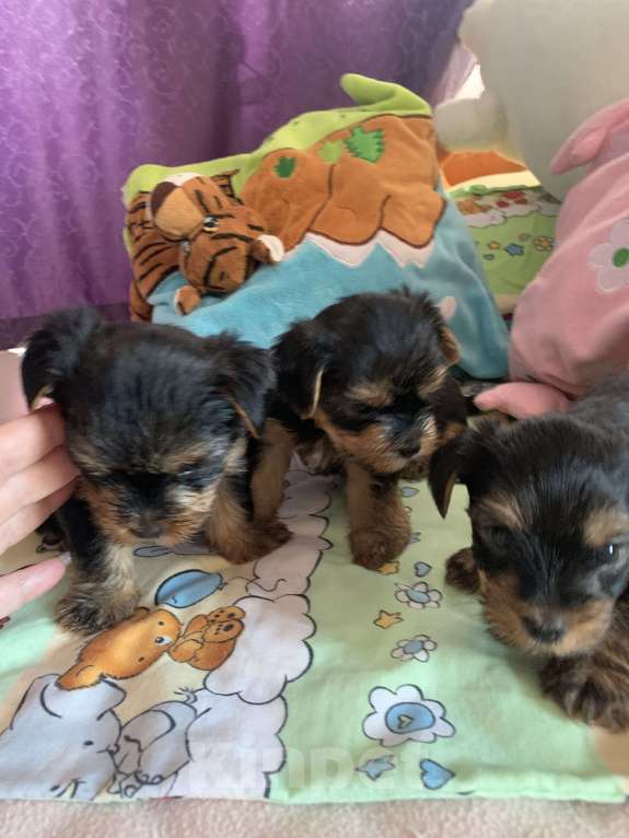 Собаки в Сочи: Щенки йоркширского терьера Мальчик, 25 000 руб. - фото 4