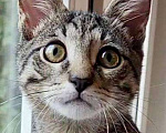 Кошки в Москве: Чудесный котик Казимир в поисках своего человека Мальчик, Бесплатно - фото 1
