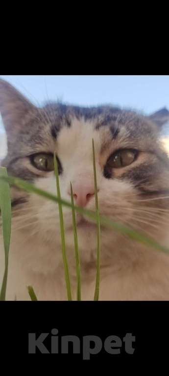 Кошки в других городах Московской области: Потерялся кот Мальчик, Бесплатно - фото 2