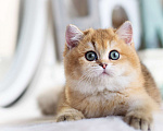 Кошки в Владивостоке: Британский котенок. Красивая девочка Девочка, 70 000 руб. - фото 4