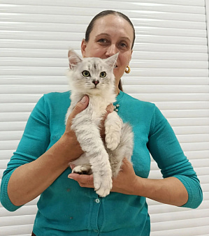 Котенок сибирский традиционный