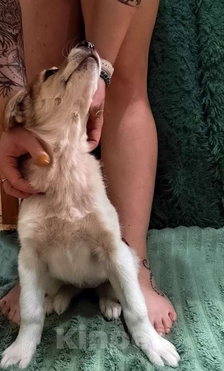 Собаки в Туле: Малышка ищет дом. Девочка, 1 руб. - фото 7