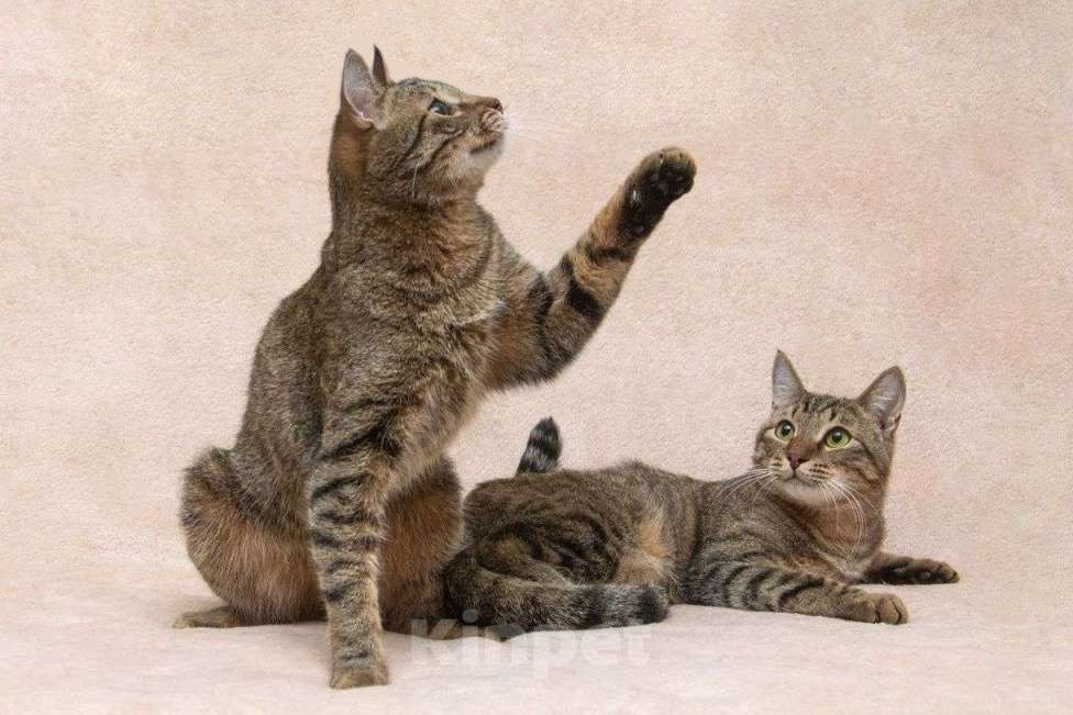 Кошки в Москве: Кай и Бантик ищут дом Мальчик, Бесплатно - фото 2