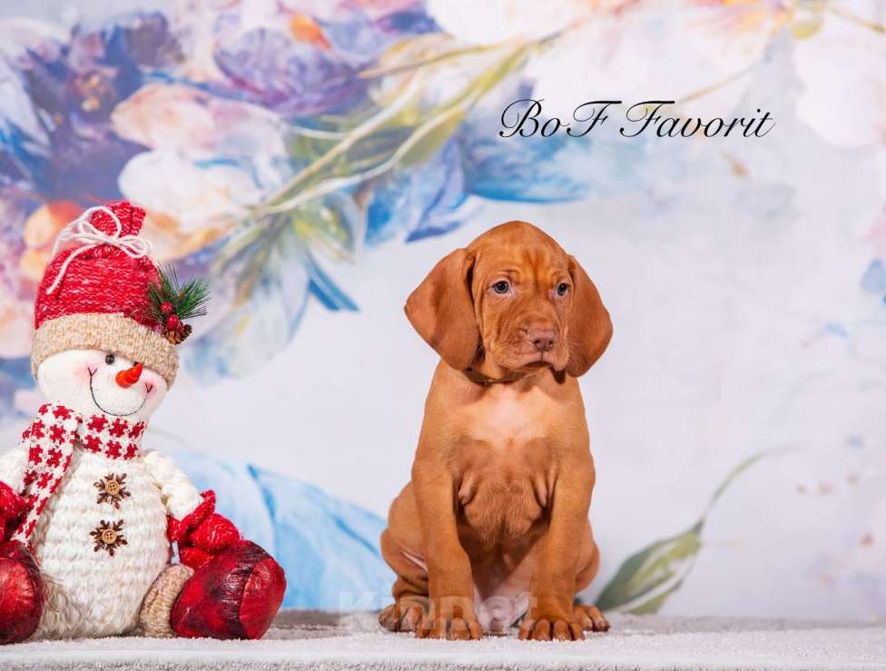 Собаки в Ярославле: Beauty of Fire Favorit Мальчик, 90 000 руб. - фото 6