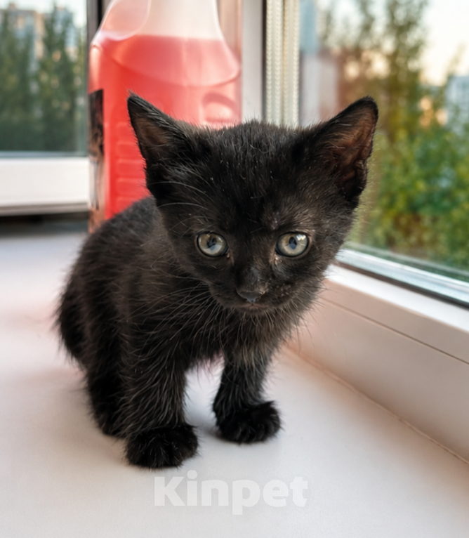 Кошки в Москве: Котенок в добрые руки Девочка, Бесплатно - фото 2