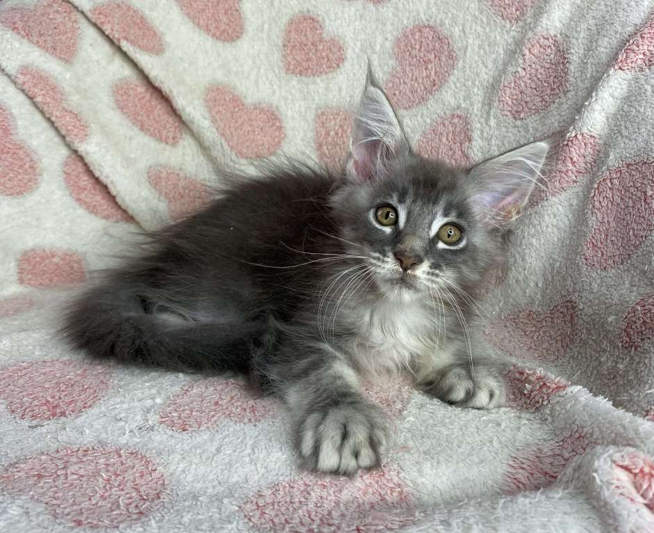 Кошки в Дмитрове: Голубая серебристая мраморная девочка мейн кун Candi Девочка, 15 000 руб. - фото 3