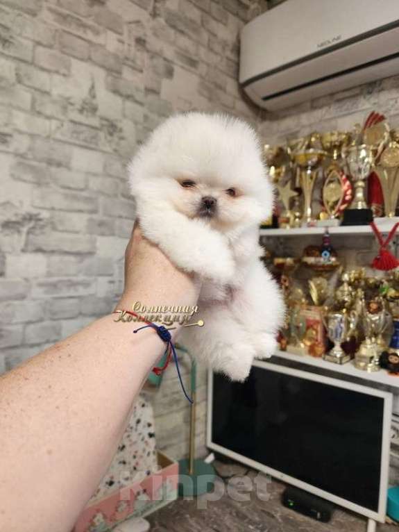 Собаки в Москве: 100% супер померанский шпиц питомник Ркф Мальчик, Бесплатно - фото 2