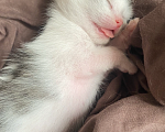 Кошки в Екатеринбурге: Маленькие непоседы ищут дом!🏠 🐱 Девочка, Бесплатно - фото 1