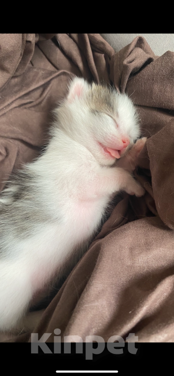 Кошки в Екатеринбурге: Маленькие непоседы ищут дом!🏠 🐱 Девочка, Бесплатно - фото 1