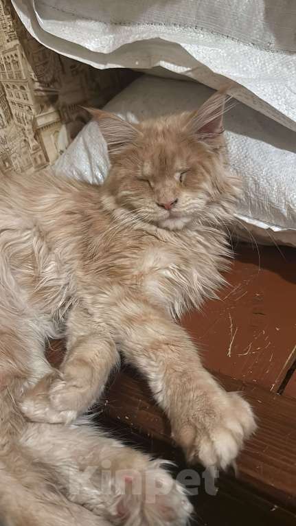 Кошки в Дмитрове: Кошечка мейн-кун Девочка, Бесплатно - фото 6