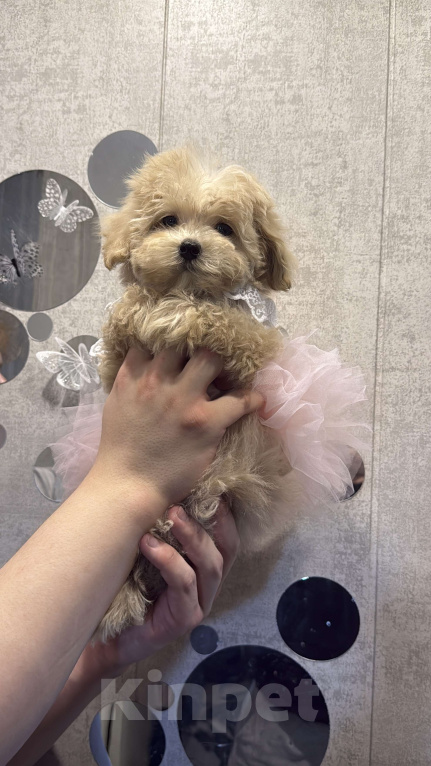 Собаки в Уфе: Мальтипу F1 девочка  Девочка, 120 000 руб. - фото 5