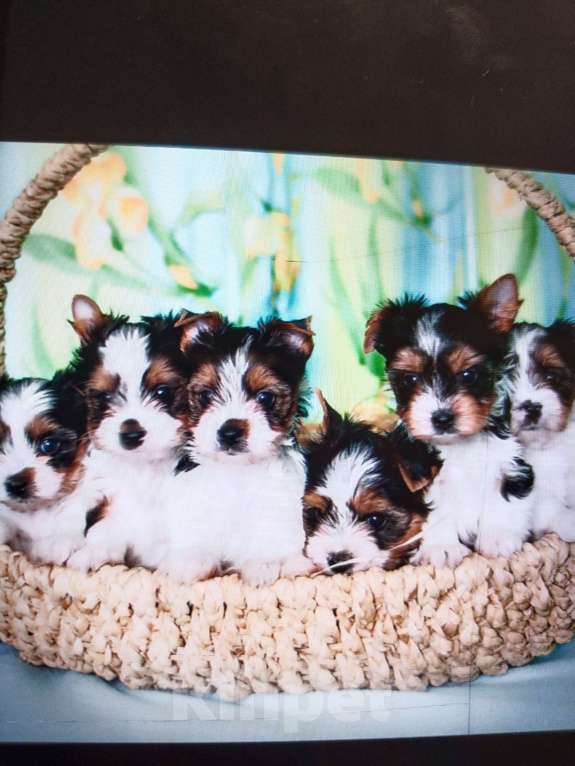 Собаки в Тольятти: Биверята Разнополые, Бесплатно - фото 2