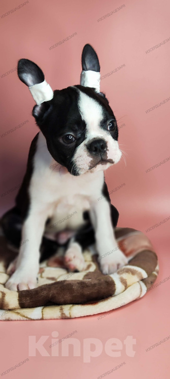 Собаки в Хотьково: Мальчик Бостон терьер  Мальчик, 65 000 руб. - фото 2