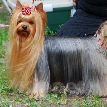 Собаки в Москве: Йоркширский терьер. Мальчик  Мальчик, Бесплатно - фото 6