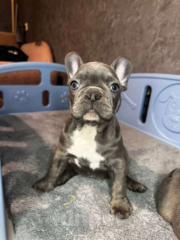 Собаки в Химках: Французский бульдог щенки Мальчик, 60 000 руб. - фото 9