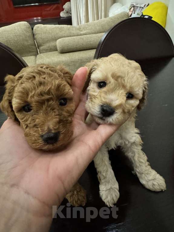 Собаки в Ростове-на-Дону: Душечка Девочка, 80 000 руб. - фото 4