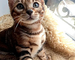 Кошки в Москве: Бенгальский мальчик Мальчик, 30 000 руб. - фото 2