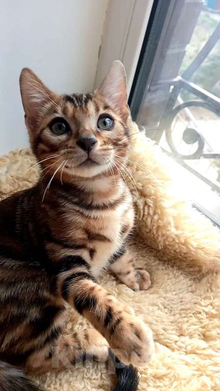 Кошки в Москве: Бенгальский мальчик Мальчик, 30 000 руб. - фото 2