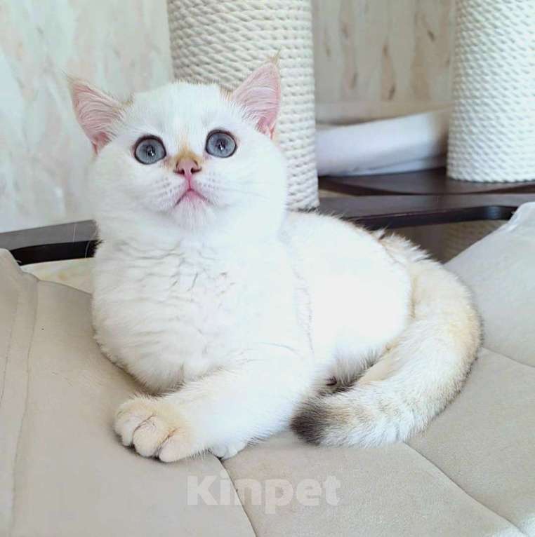 Кошки в Москве: Raffaella SFS 71 ny 1233 Девочка, 65 000 руб. - фото 3