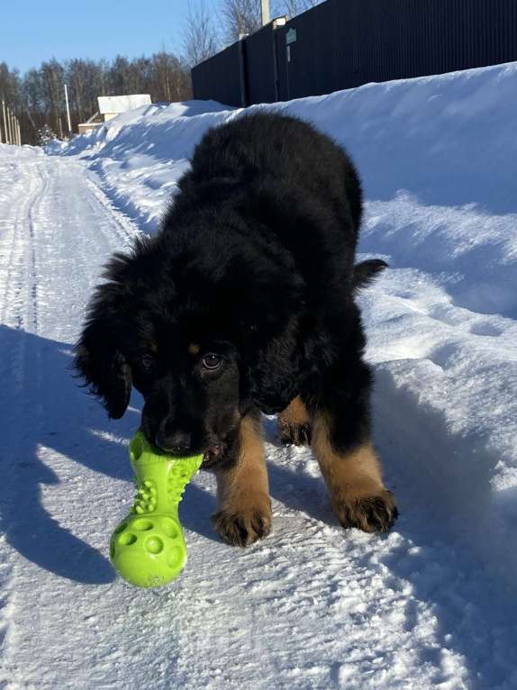 Собаки в других городах Ярославской области: Щенок ховаварта Девочка, Бесплатно - фото 3