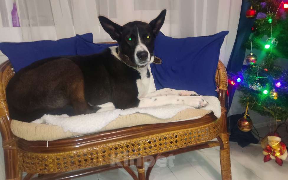 Собаки в Санкт-Петербурге: Ищем хозяина Мальчик, Бесплатно - фото 3