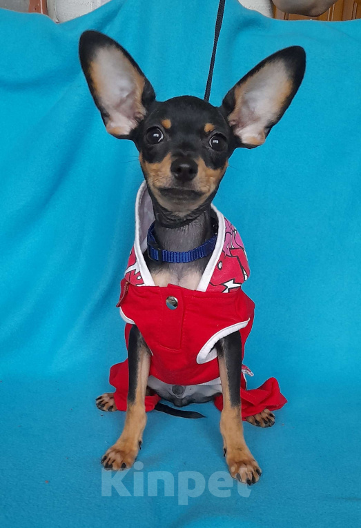 Собаки в Екатеринбурге: Щенки русского тоя гладкошёрстного Мальчик, 25 000 руб. - фото 5