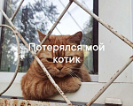 Кошки в Омске:  Пропал Мальчик, Бесплатно - фото 4