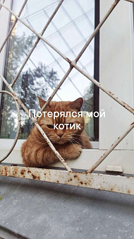 Объявление: Пропал, Бесплатно, Омск