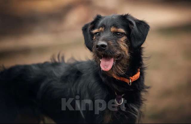 Собаки в Москве: Маленький бородатик Рекс в добрые руки Мальчик, 1 руб. - фото 3