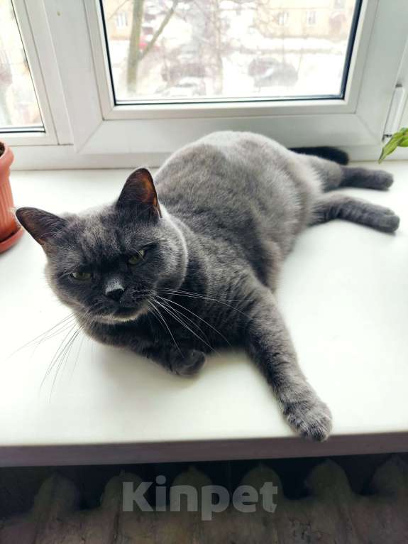 Кошки в Череповце: Пропала кошка Девочка, 1 000 руб. - фото 2