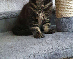 Кошки в Ливны: Котята мейн-кун, 20 000 руб. - фото 5