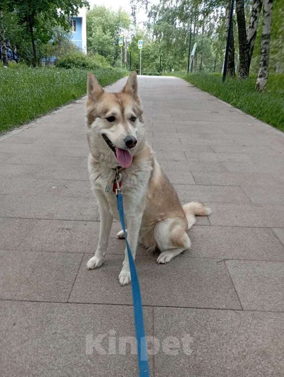 Собаки в Москве: Жасмин Девочка, 300 руб. - фото 5