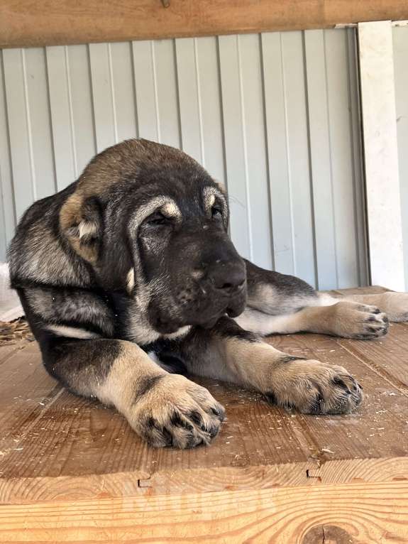 Собаки в Москве: Девочка среднеазиатской овчарки Девочка, 60 000 руб. - фото 3