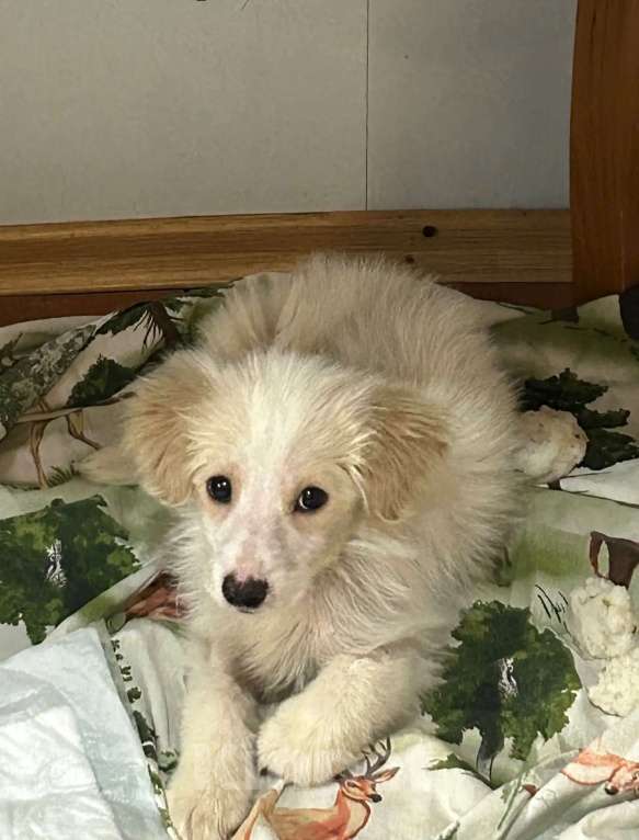 Собаки в Москве: Щенок в добрые руки! Мальчик, Бесплатно - фото 4