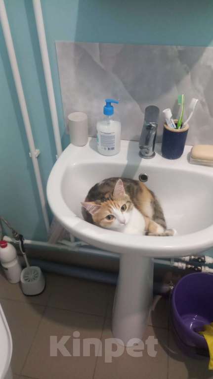 Кошки в Томске: Потерялось кошка.  Девочка, Бесплатно - фото 1